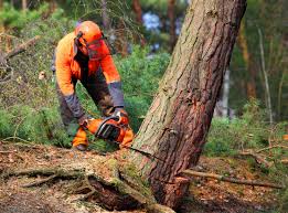 Best Lot and Land Clearing  in Spring Glen, UT