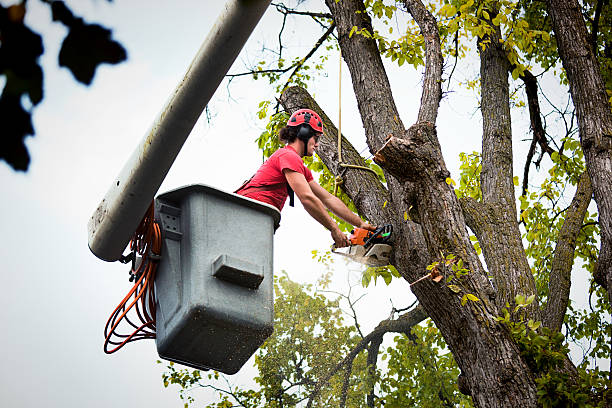 Best Storm Damage Tree Cleanup  in Spring Glen, UT